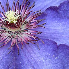 photo "clematis"