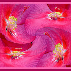 фото "Hibiscus twirl"