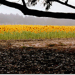 фото "On The Field"