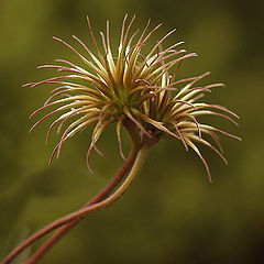 photo "Final Embrace"