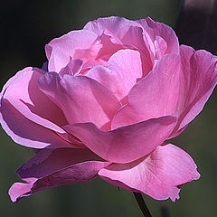 photo "Rose#3"