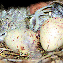 photo "Greetings! I hatched."