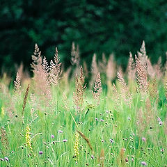 фото "Summer in the field"