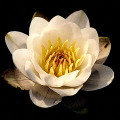 photo "Water lily."
