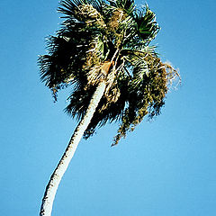 photo "Palm tree and the moon"