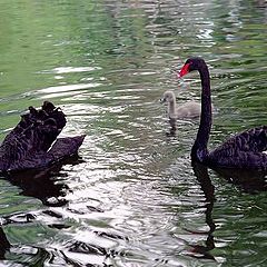 photo "Swans family"