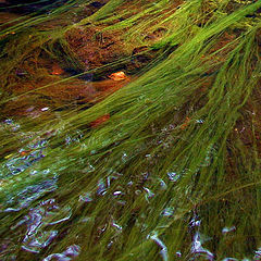 photo "Green river-2"
