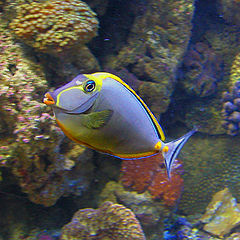 photo "Fish"