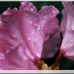 фото "Рододендрон: Обратная сторона цветка"