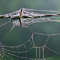 photo "Wire fence"