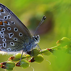 photo "Common blue"