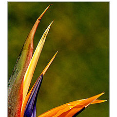 фото "Madeira`s Flower"