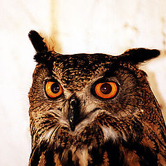 photo "Owl # 2"