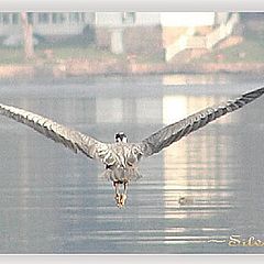 фото "Flight"