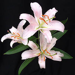 фото "White Lily"