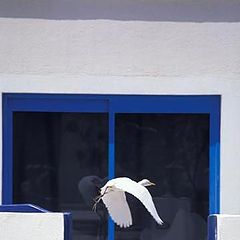 photo "egret"