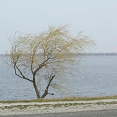 photo "Loneliness"