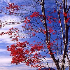 photo "Crimson maple"