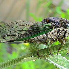 photo "Cicada ordinary"