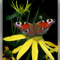 photo "The butterfly and flowers"