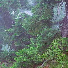 photo "Fir Trees In Fog"