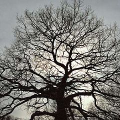 photo "Old  cities lungs"