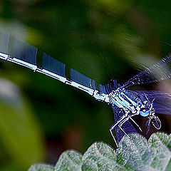 photo "The dragonfly departing with extraction in teeth"