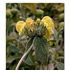 фото "* THE FLOWER AND THE SNAIL *"