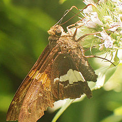 photo "Silver Spotted Skipper"