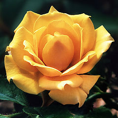 photo "yellow rose"