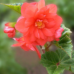 photo "Begonia"