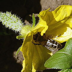 photo "Cucumber diagonal"