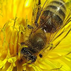 фото "Трудовые будни: пчела на одуванчике"