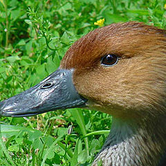 фото "Fulvous Whistling Duck"