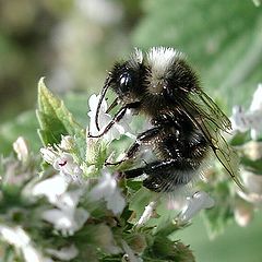 photo "Bumblebee"