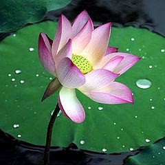 photo "Lotus"