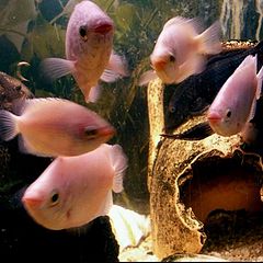 фото "My Kissing Gouramis"