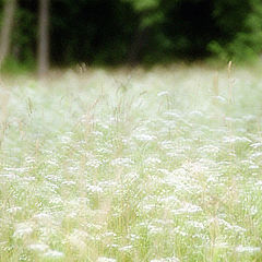 photo "Grass"