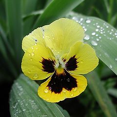 photo "Yellow Pansy"