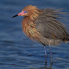 фото "Reddish Egret"