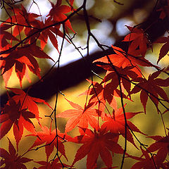 photo "Colours of autumn"