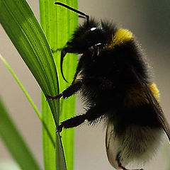 photo "Bumblebee"