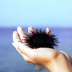 photo ""Tamed" sea urchin."