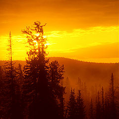 photo "Gold of the taiga"