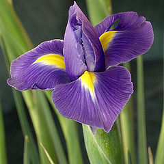 photo "Iris"