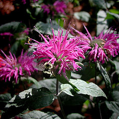 фото "Sweet Bee Balm"