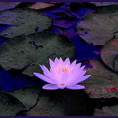 photo "Neon lotus"