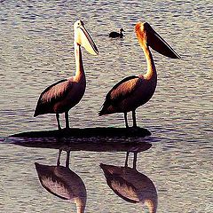 photo "Pelicans"