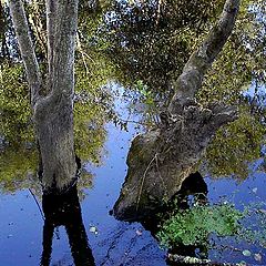 фото "Melted nature"