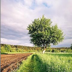 фото "Landscape with tree"